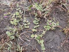 Commicarpus