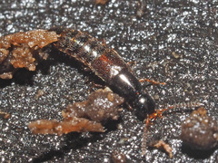 Gabrius splendidulus