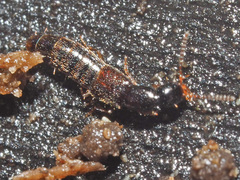 Gabrius splendidulus