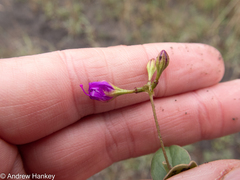 Commicarpus
