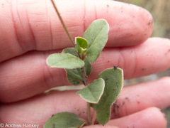 Commicarpus
