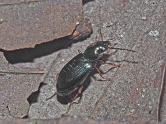 Bembidion deletum