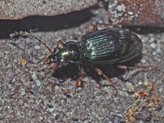 Bembidion deletum