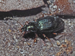 Bembidion deletum