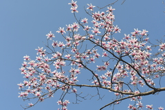 Magnolia amoena
