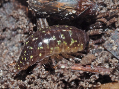 Ligidium germanicum