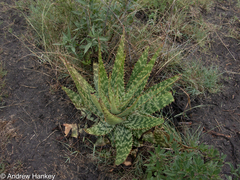 Aloe greatheadii