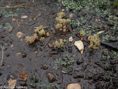 Portulaca hereroensis