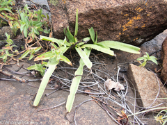 Ledebouria luteola