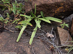 Ledebouria luteola