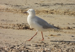 Chroicocephalus genei