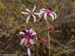 Nerine frithii