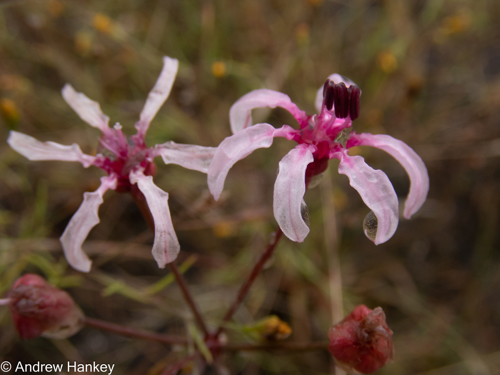 Nerine frithii, Bojanala, North West, South Africa