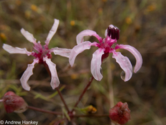 Nerine frithii