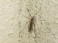 Tricyphona immaculata