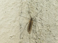 Tricyphona immaculata