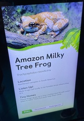 Trachycephalus resinifictrix