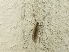 Tricyphona immaculata