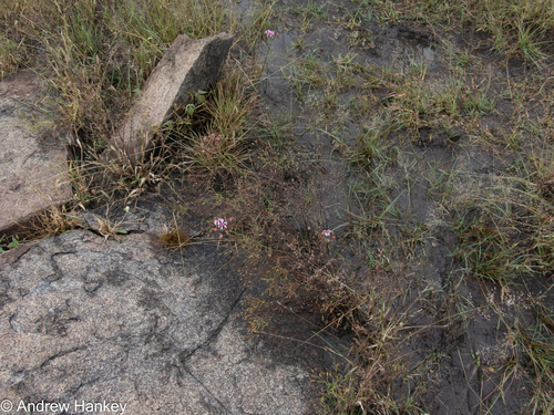 Nerine frithii