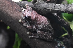 Trachycephalus resinifictrix