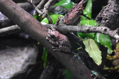 Trachycephalus resinifictrix