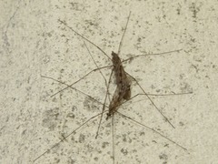 Tipula rufina
