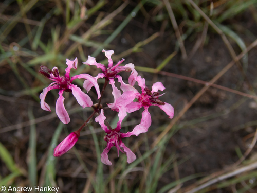 Nerine frithii