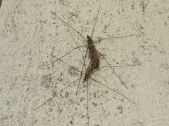 Tipula rufina
