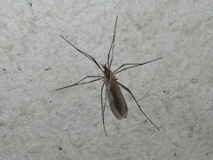 Tipula pagana