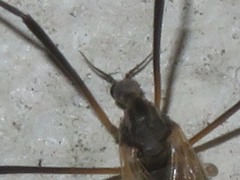 Tipula pagana