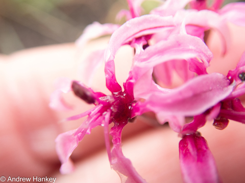 Nerine frithii