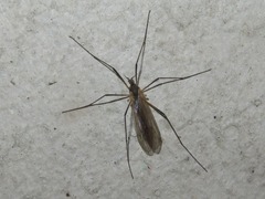 Tipula pagana