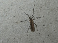 Tipula pagana