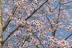 Magnolia amoena