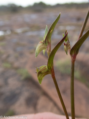 Commelina subulata