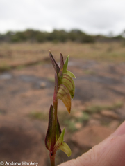 Commelina subulata
