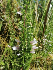 Erica perspicua