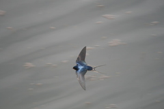 Hirundo rustica