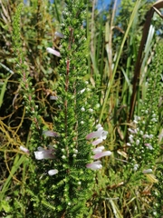 Erica perspicua