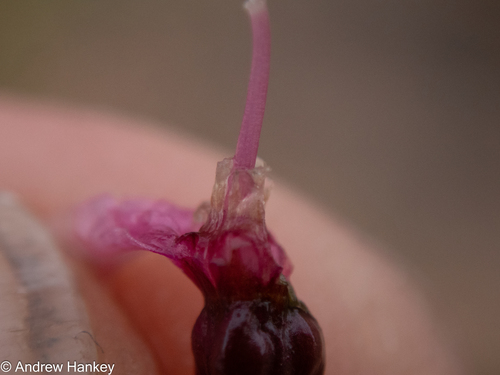 Nerine frithii