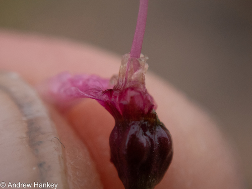 Nerine frithii