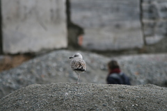 Larus michahellis