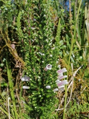 Erica perspicua
