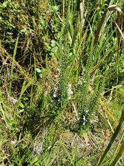 Erica perspicua