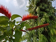 Combretum rotundifolium