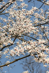 Magnolia amoena
