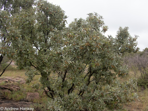 Silver Fingerleaf (Vitex zeyheri)