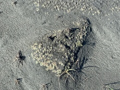 Ricciaceae