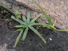 Ledebouria luteola