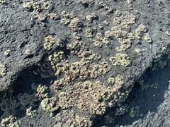 Ricciaceae